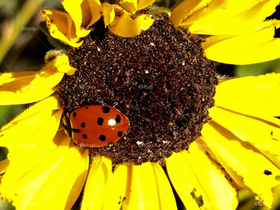 Lady bird on yellow flower