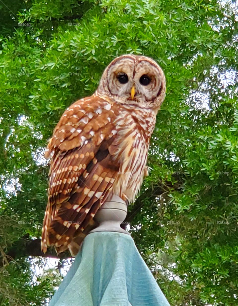 barred owl