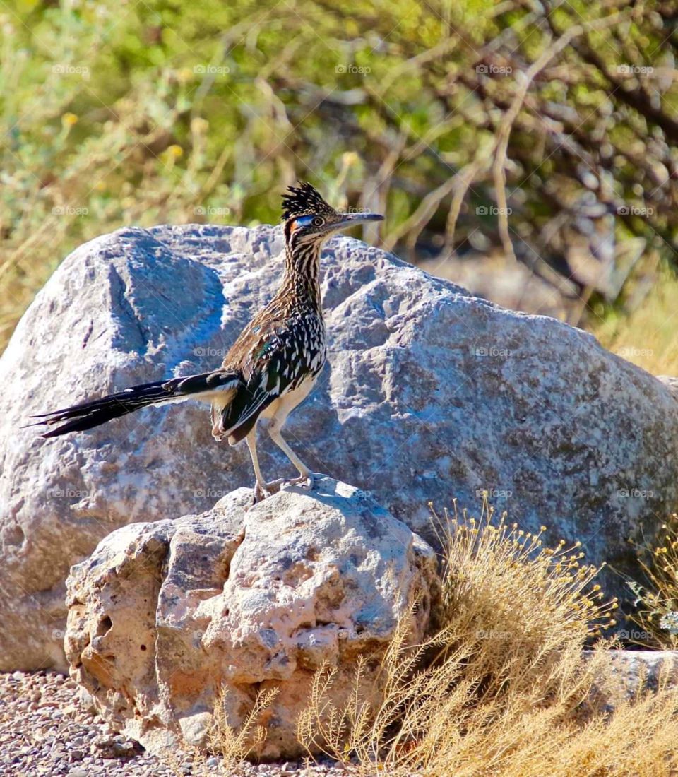 Greater Roadrunner on Boulders, New Mexico