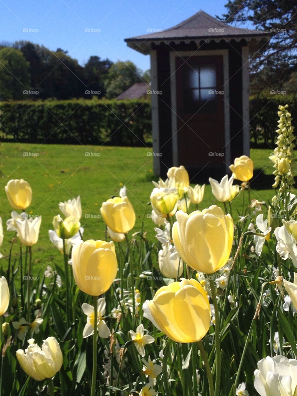 Yellow flowers in front of small house