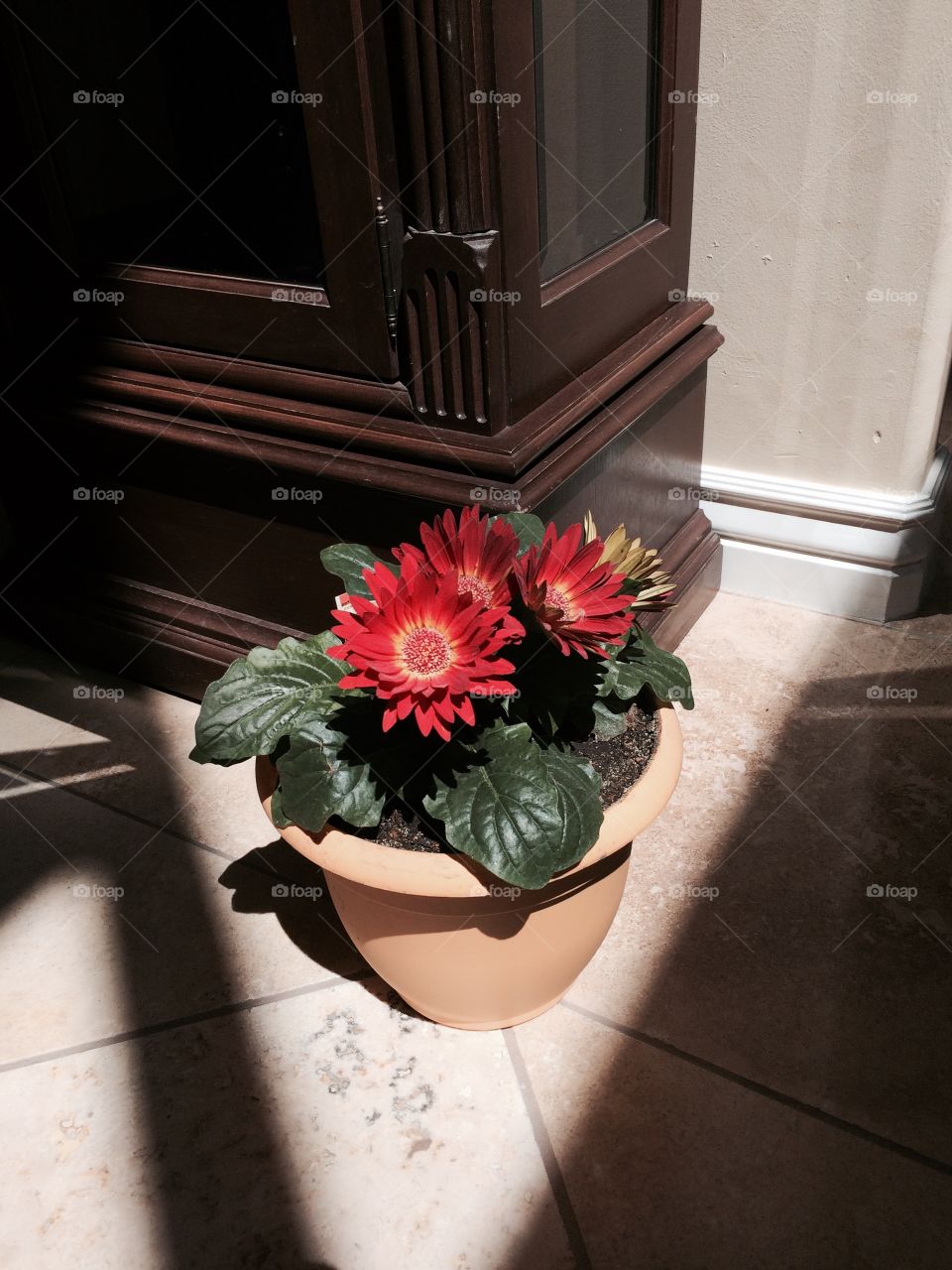 Red flowers in yellow pot