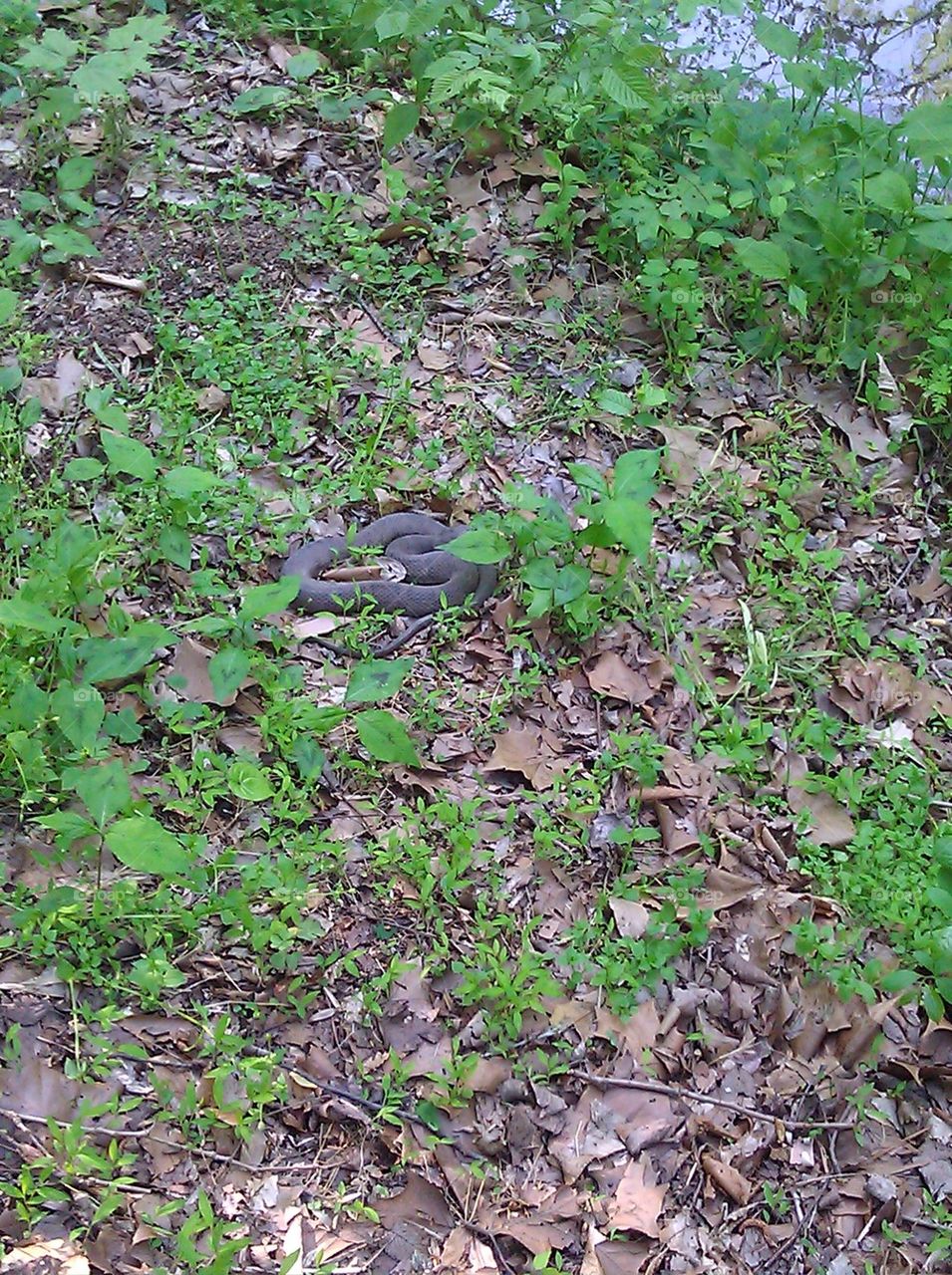 snake in nature