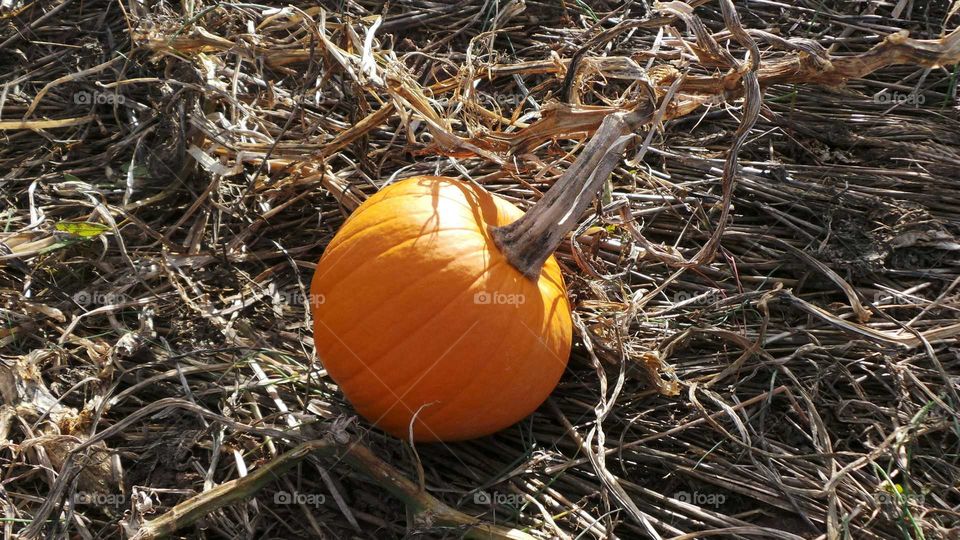 Pumpkin in the dry grass