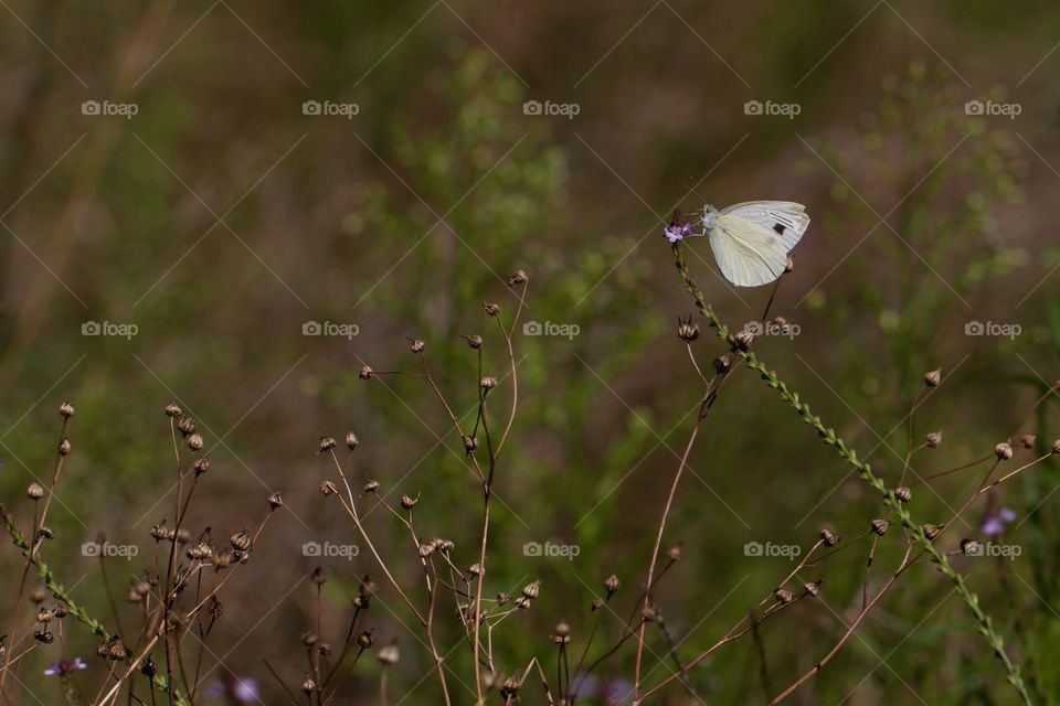 Small Butterfly Feeding From Flower