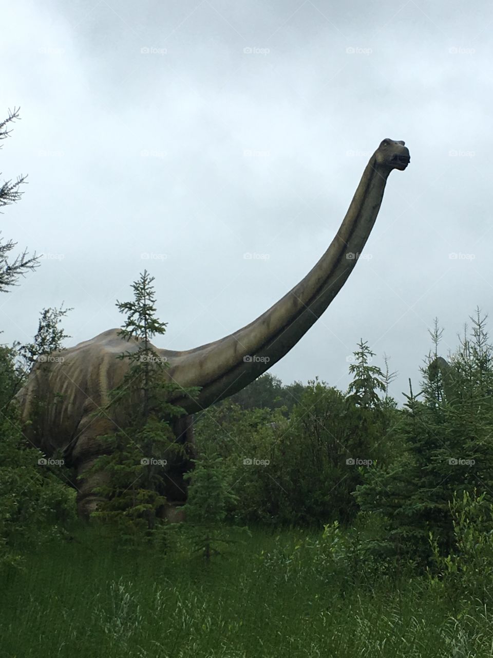 Brachiosaurus at Jurassic forest 