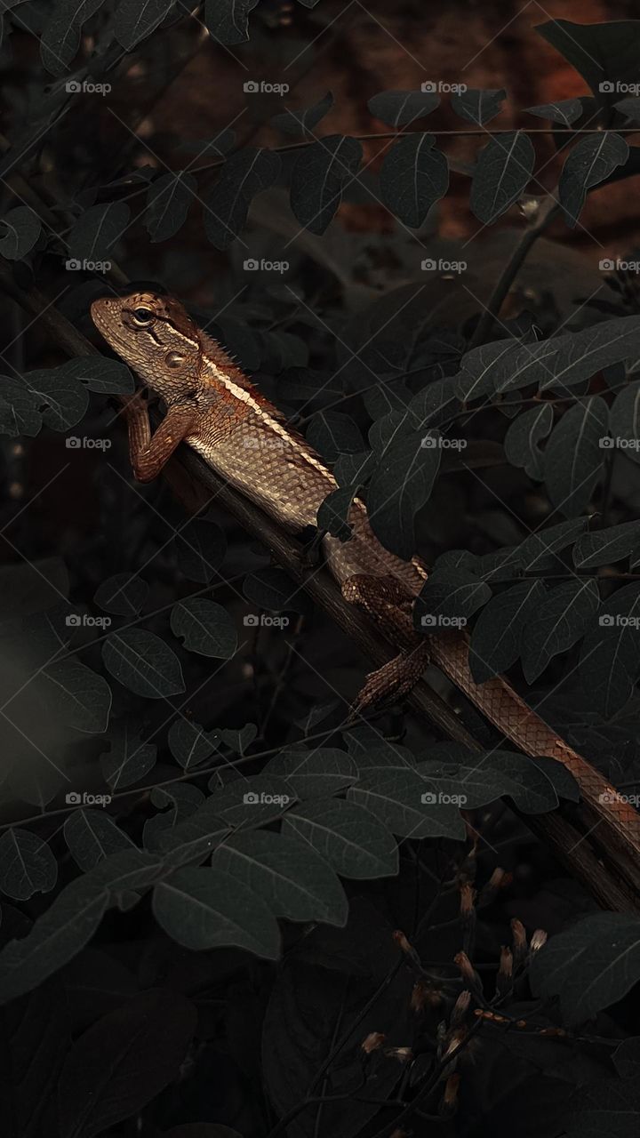 chameleon:colour change