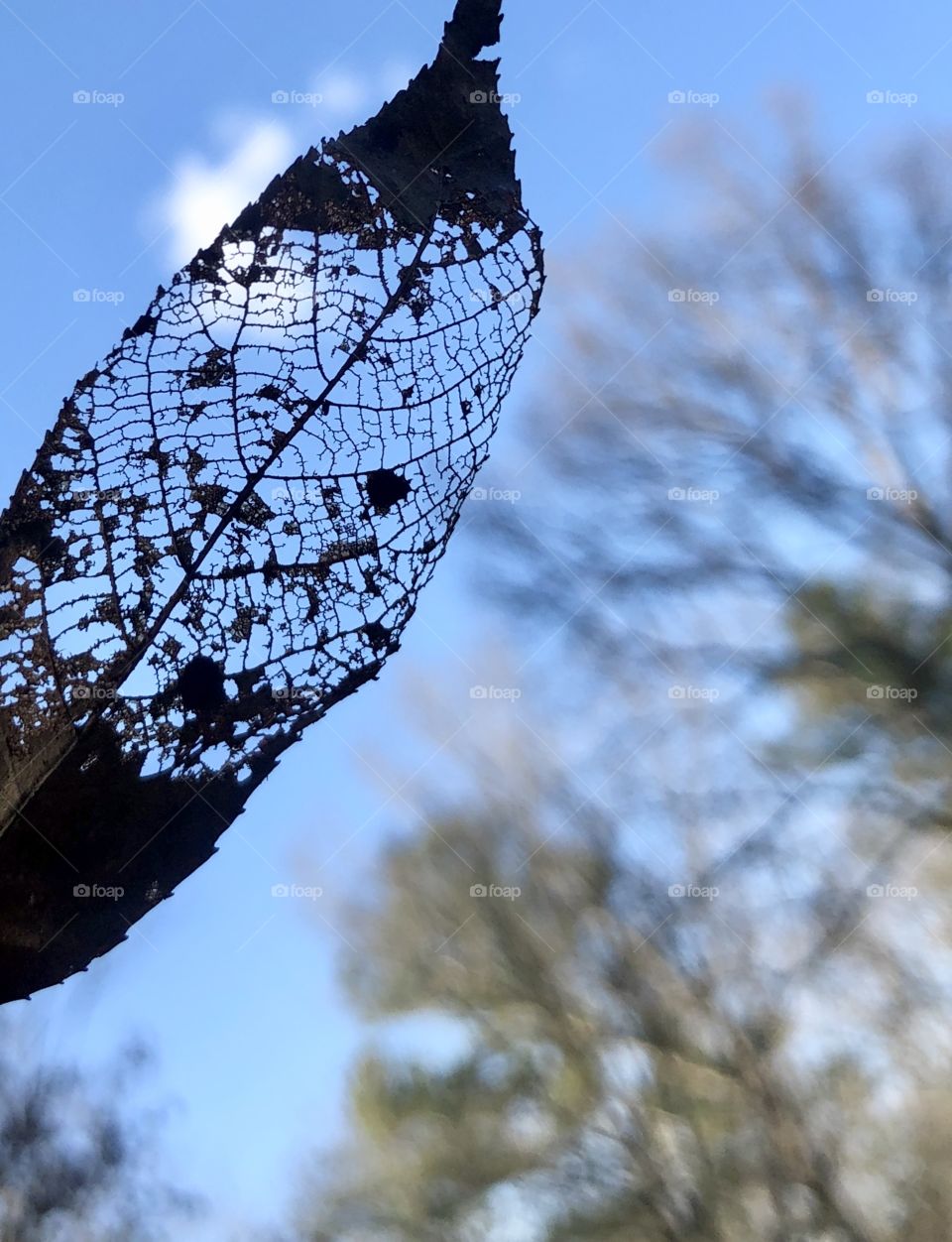 Delicate structure of decaying autumn leaf contrasting with blue sky single cloud and background trees 