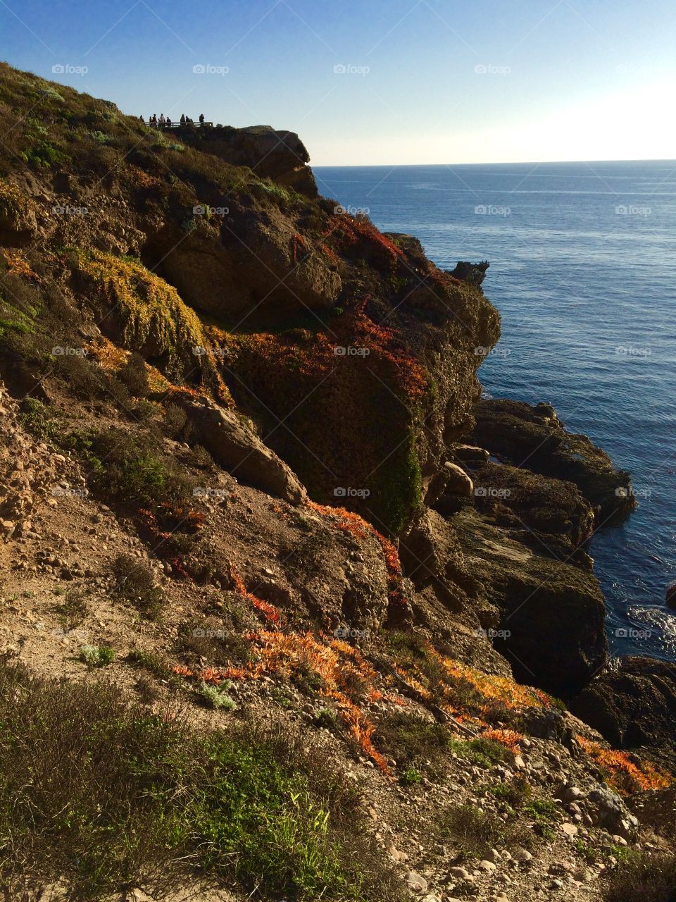 Point Lobos