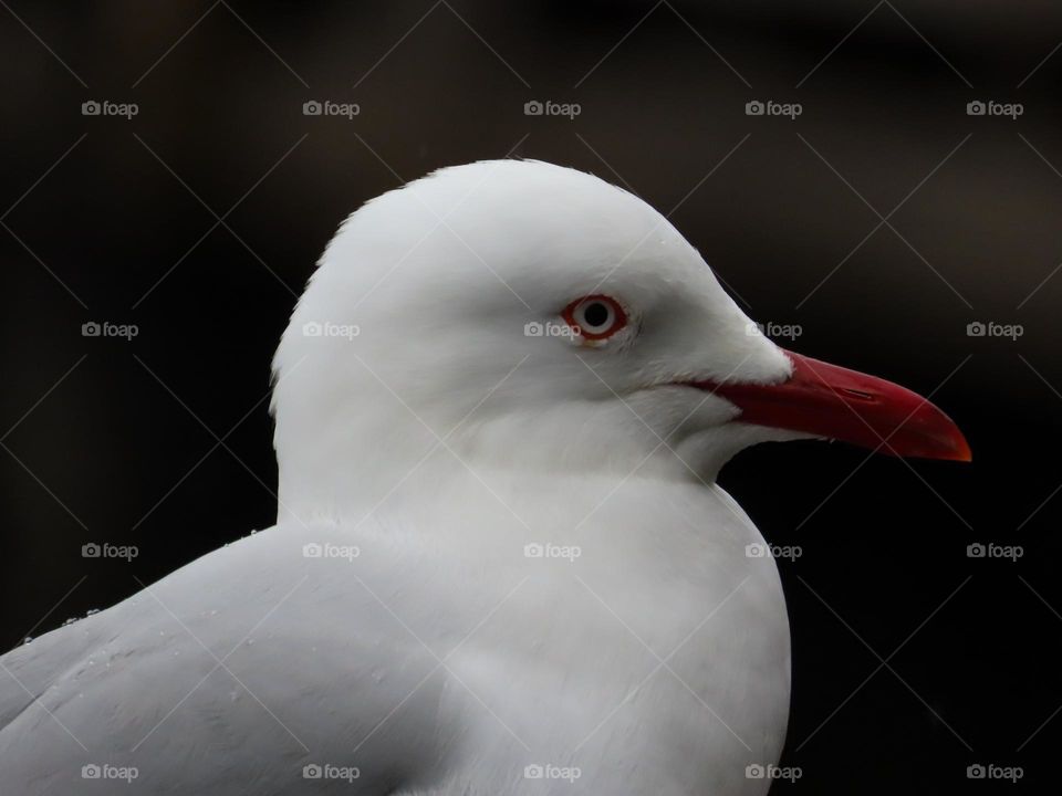 Seagull closeup