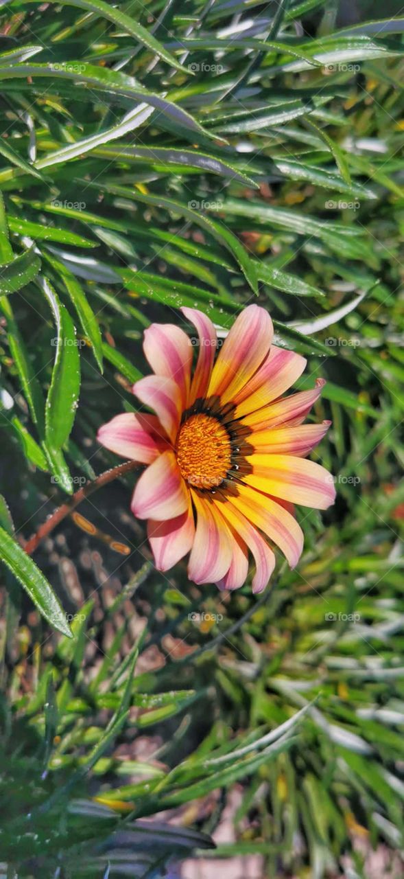 Spring flowers in Portugal