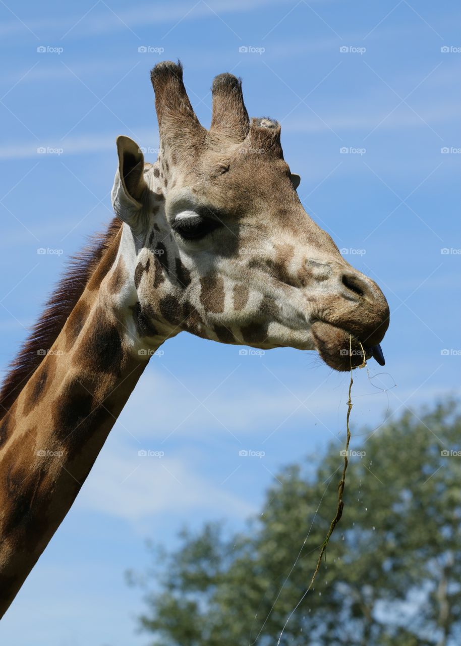 Giraffe 