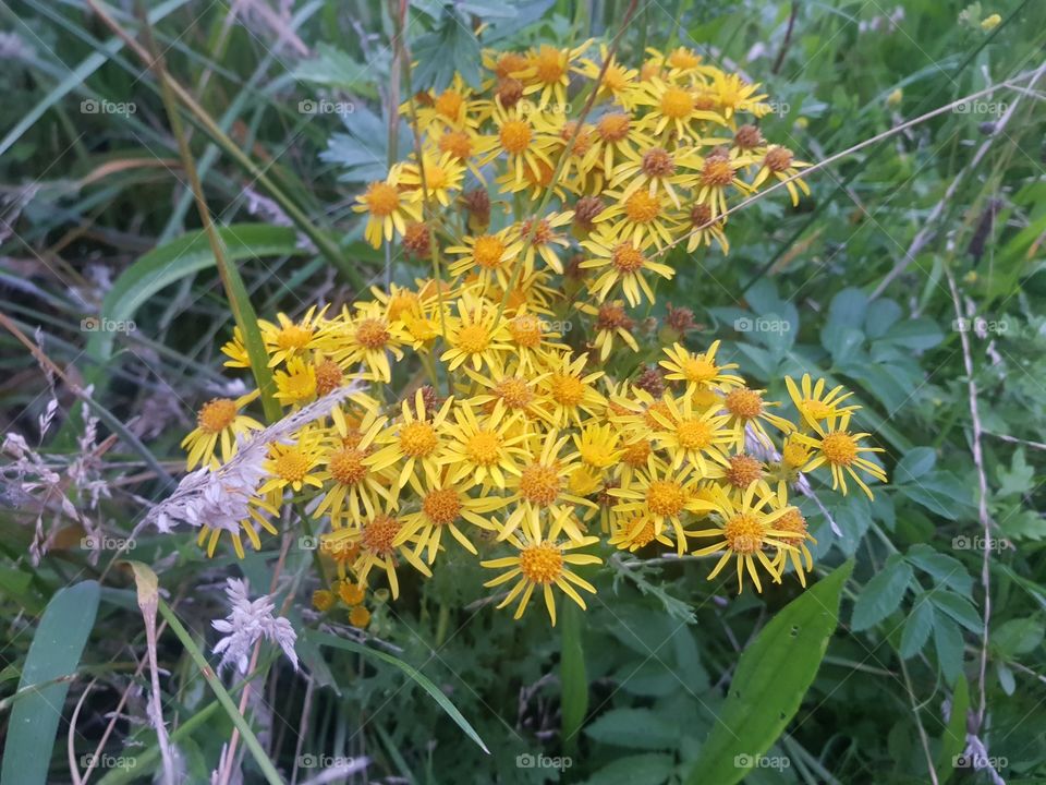Yellow flowers in a field.