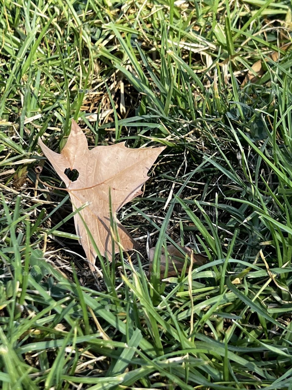 I leaf you leaf with heart 