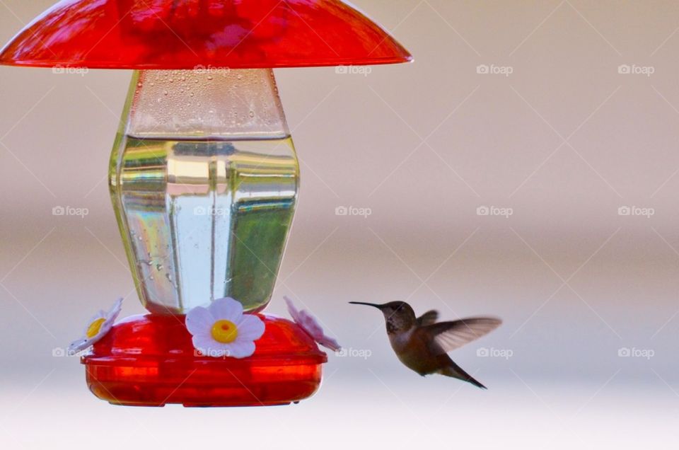 Hummingbird and bird feeder
