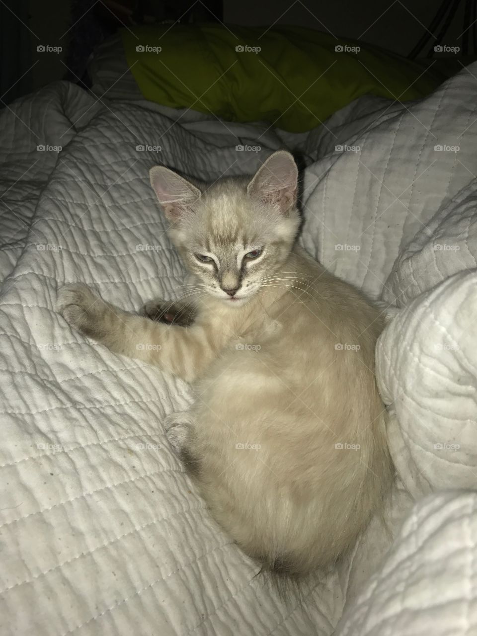 One little kitty kitten on the bed