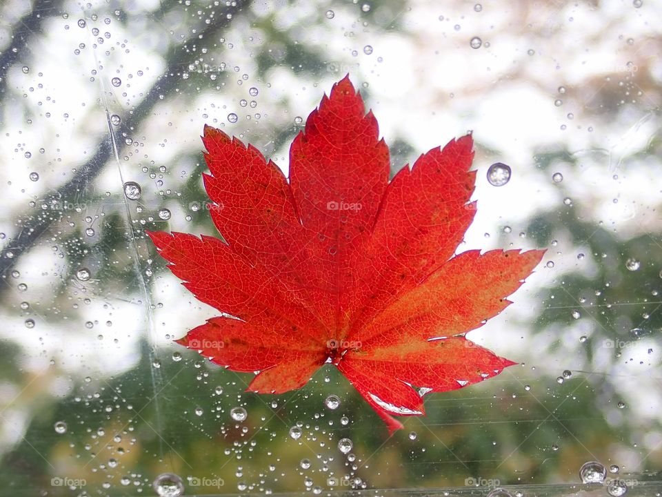 Maple leave