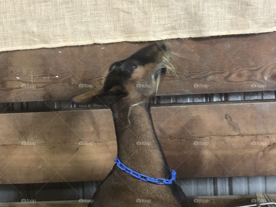 A brown goat eating a hay