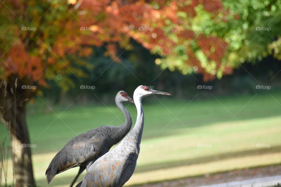 Cranes enjoying a cool fall morning 
