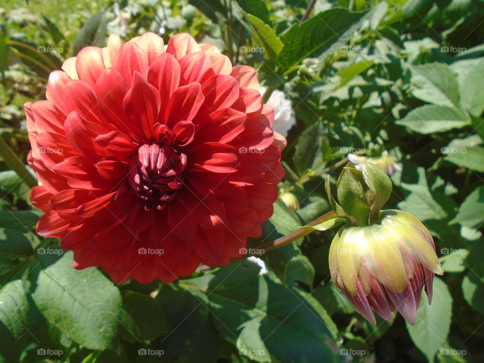 LEAVES, FLOWERS, ENVIRONMENT, PLANT, GARTEN.