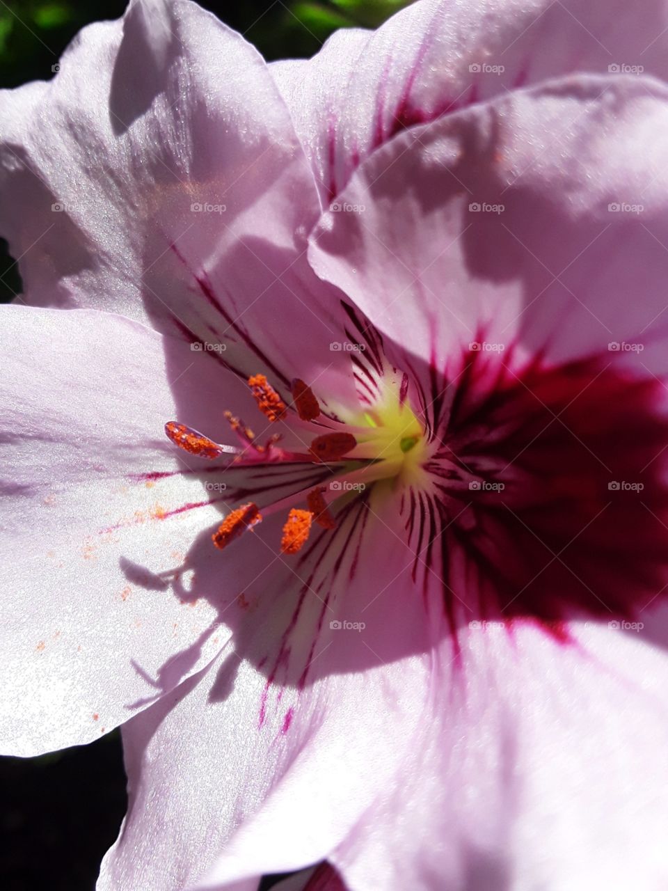 Martha Washington geranium
