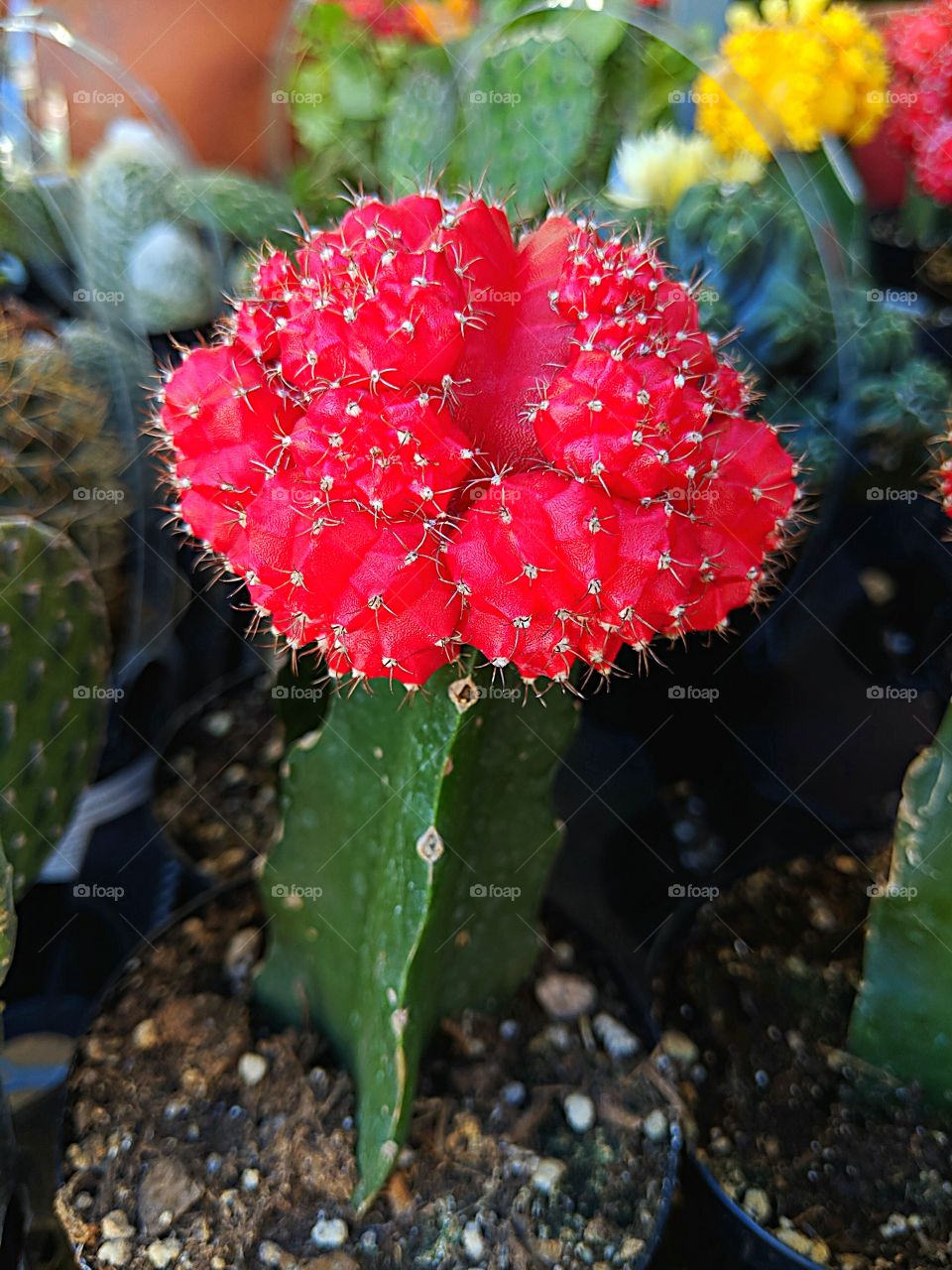 Crazy Plant People Mission