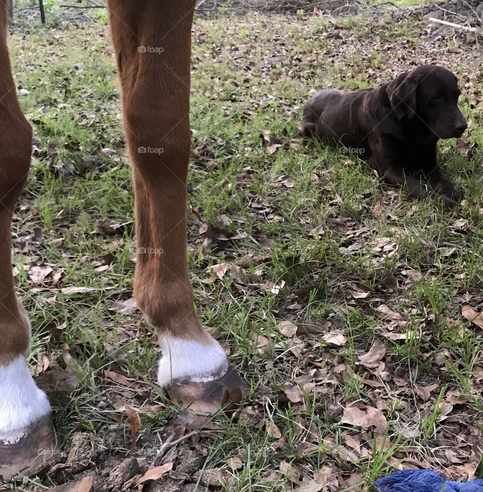 Choco the Chocolate Lab patiently waiting for the trail ride