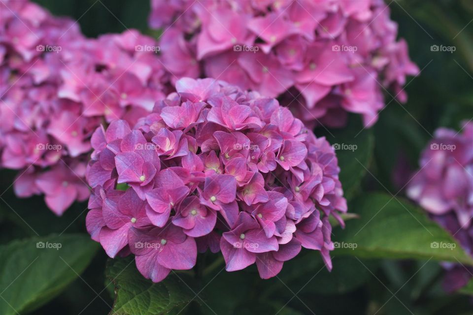 hydrangea