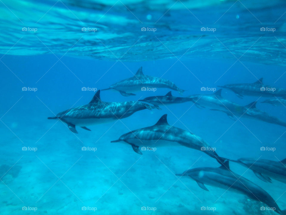 Dolphin swimming in blue sea
