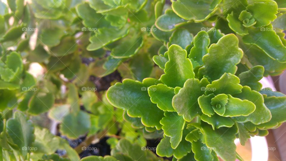 Full frame of green plants