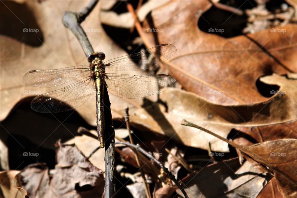 dragonfly on leaves on a spring day.