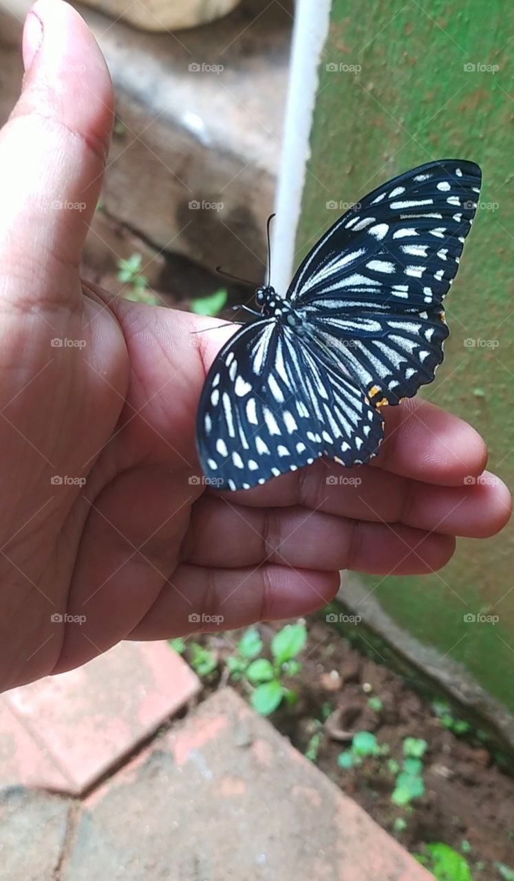 Isn't it lovely that critters like them always tries to bond with human beings, despite the latter tries to avoid them? It's high time we get back to the nature...to the world of wonderful nothings...to the art of living.