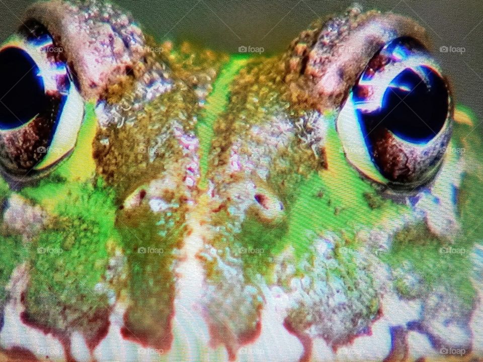 one frog photography