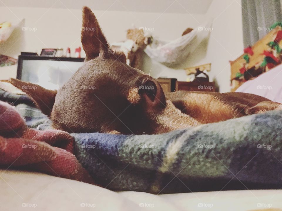 Lazy girl cuddled in her blanket 