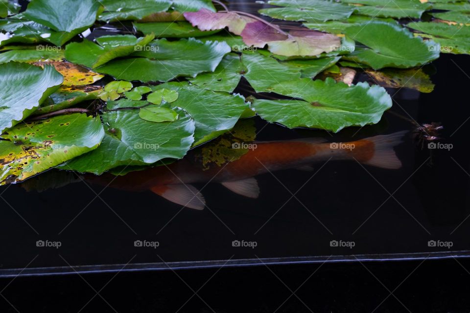 koi fish hidding under lily pads