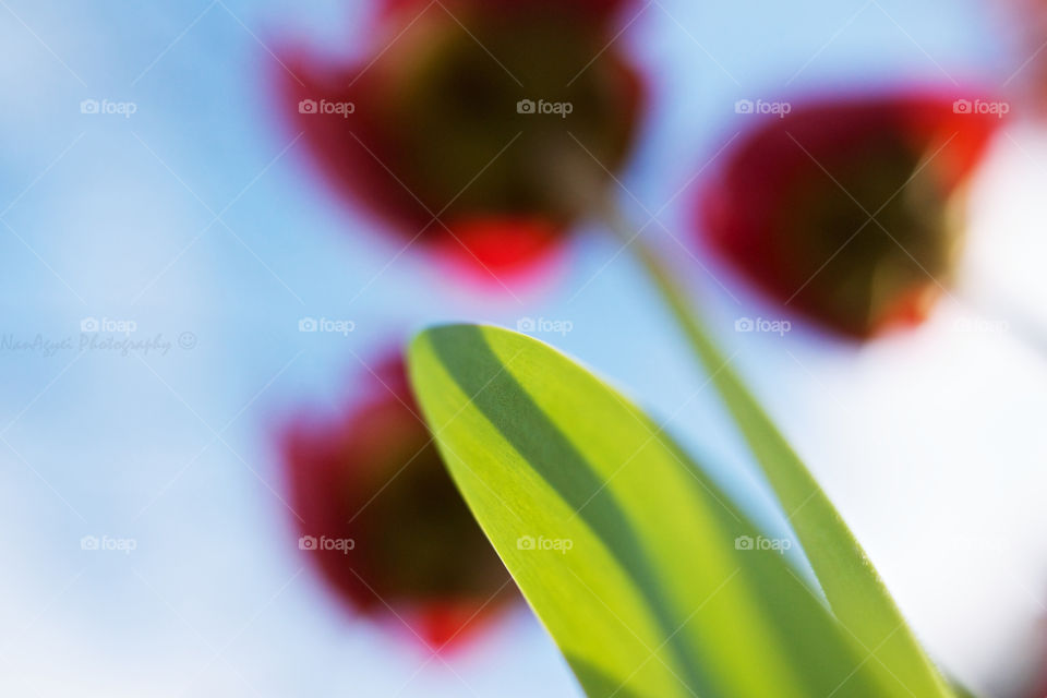 leaf and flower