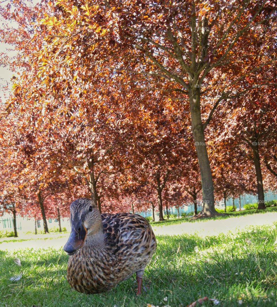 Duck staring at camera