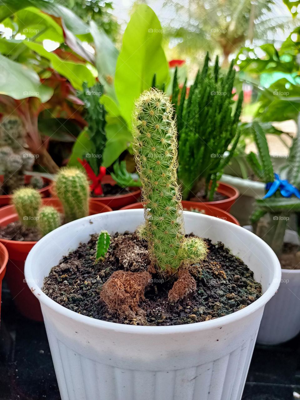 Variety of cactus with beautiful flower in garden. Small decorative cactus plants.
