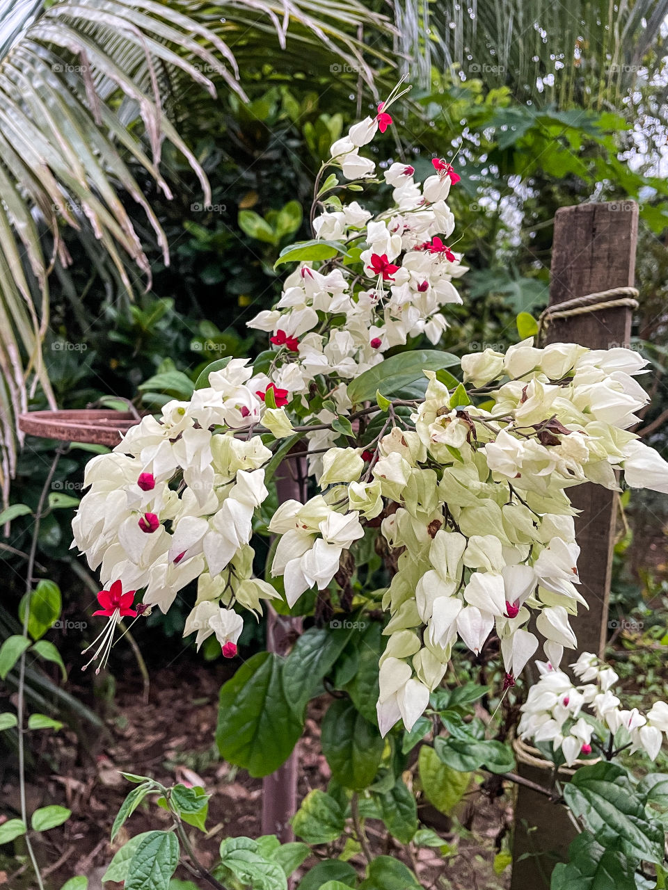 Portraits of a plant 