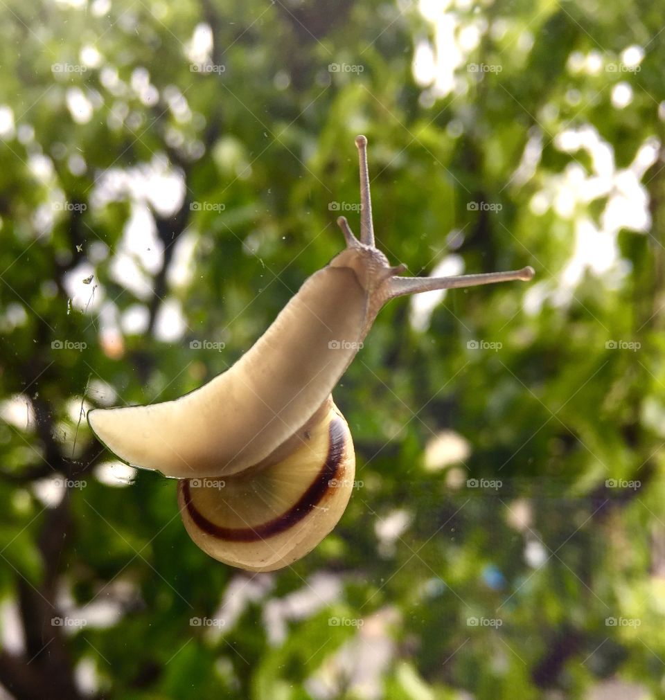 Garden snail on my window. Garden snail on my window