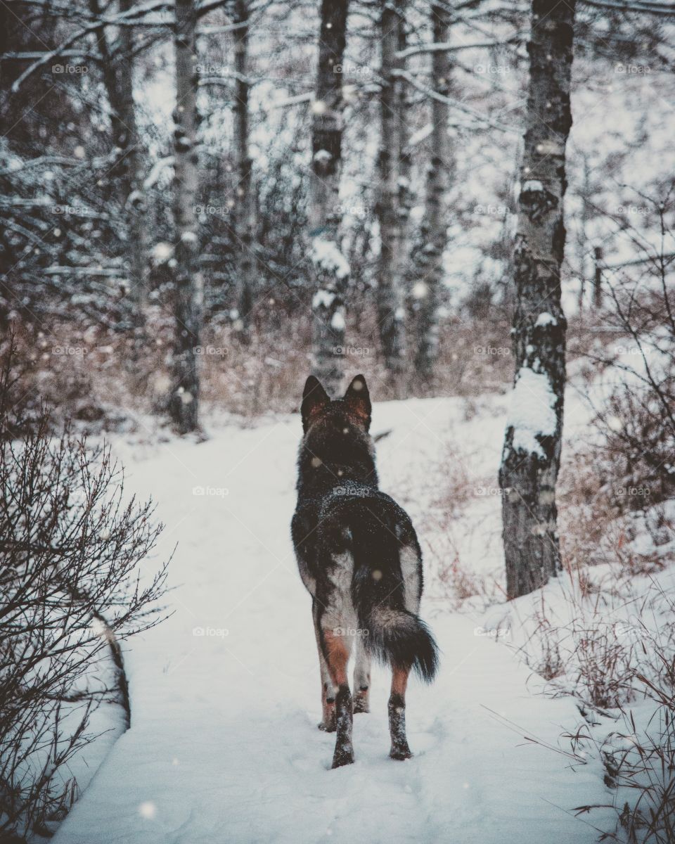 walking the dog in the snow. it's always a go