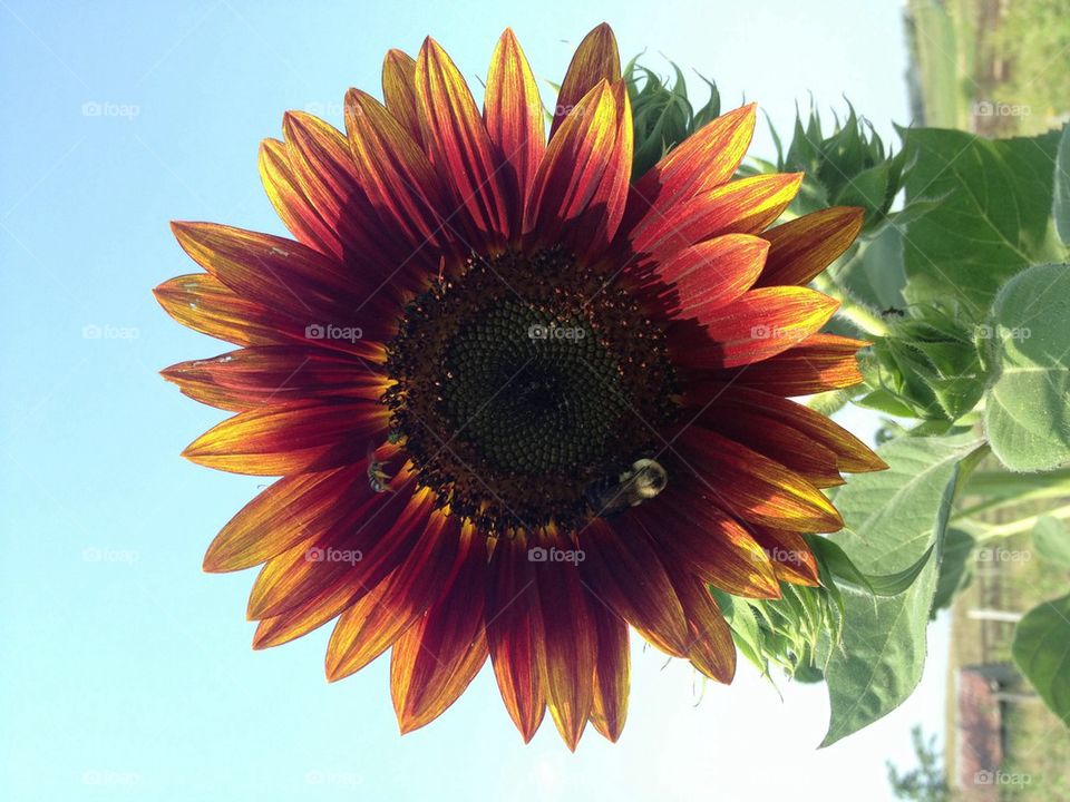 Sunflower 