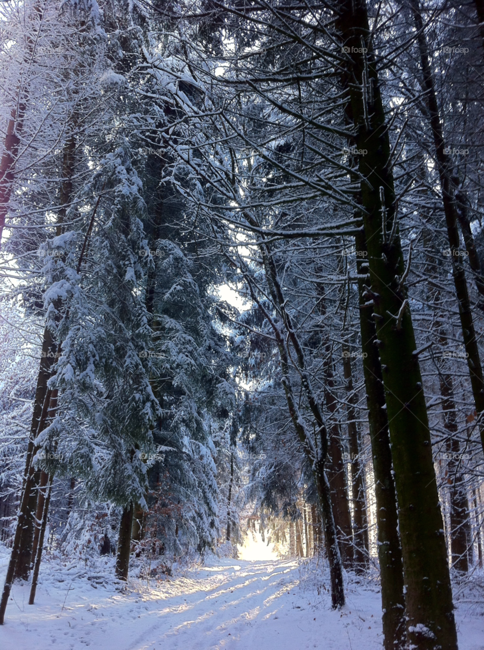snow wood sun switzerland by patrick.kobel.77
