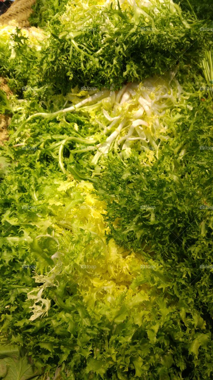 Tasty escarole for the kitchen