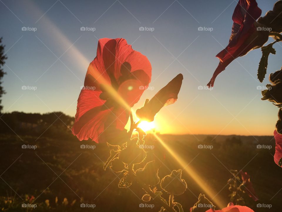 Sunset behind the Rose