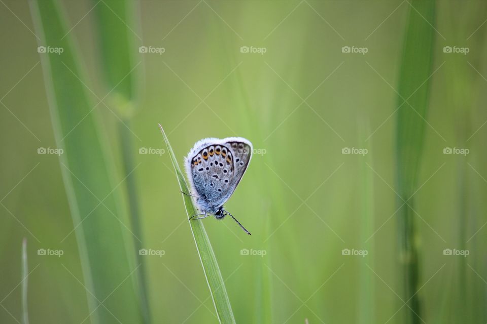 Blue butterfly on grass