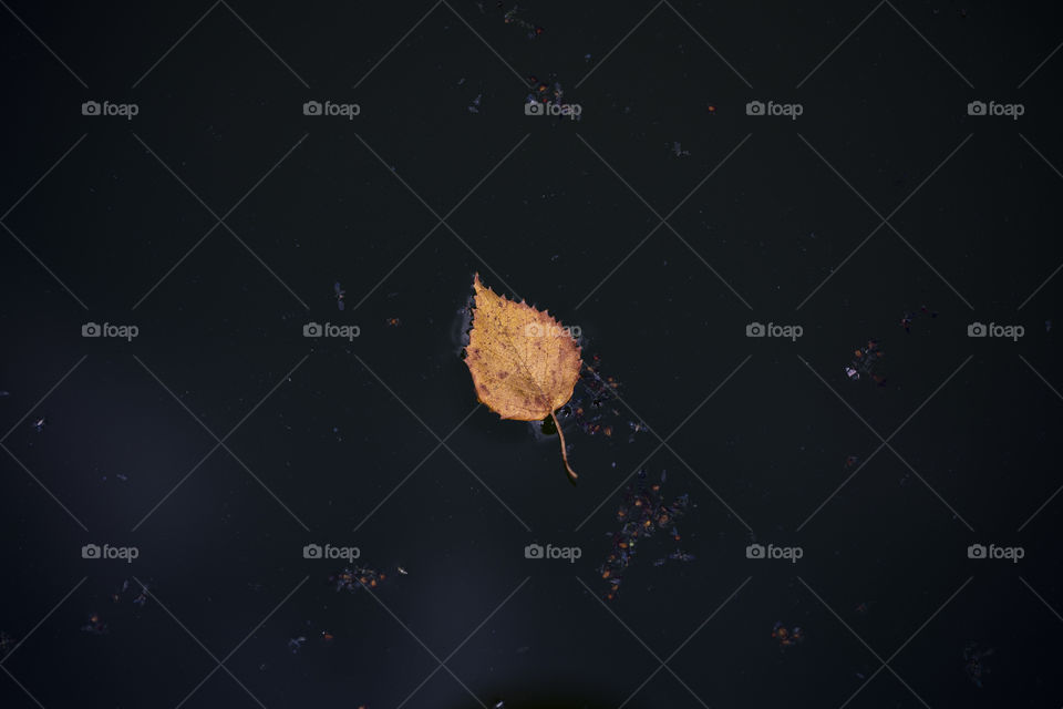 a single small orange and yellow birch leaf in a black pool of water during fall and autumn season.