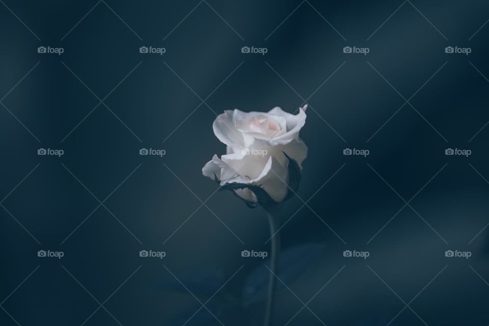 A white rose. White flower