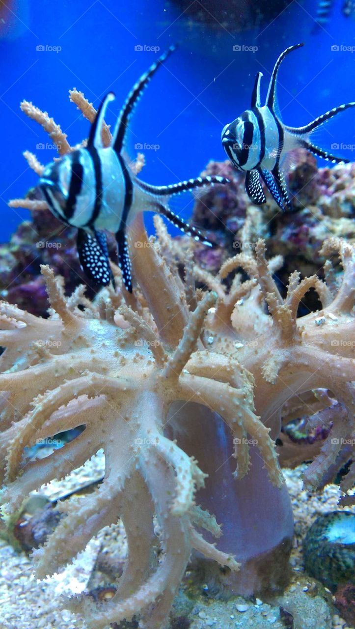 Underwater, Coral, Invertebrate, Fish, Reef