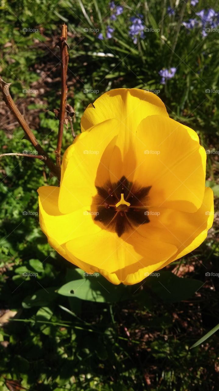tulip. yellow tulip