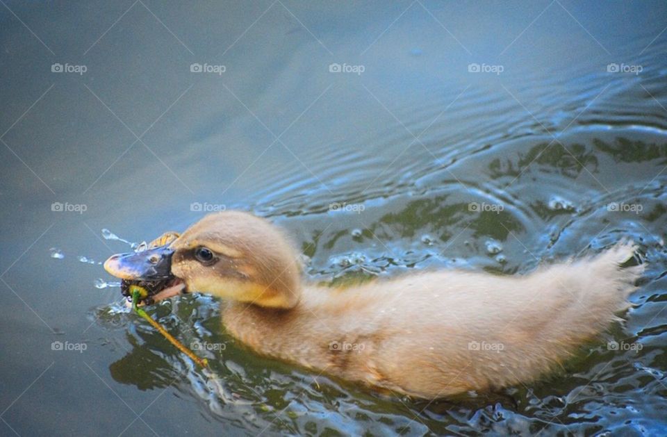 A super cutie enjoying some summer splashes!